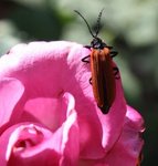 IMG_1181.jpg