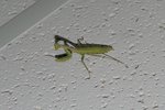 IMGP8564-cr.jpg
