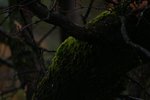 IMGP8568-rs.jpg