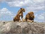 serengeti-popup.jpg