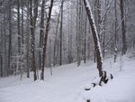 IMG_0296v2.JPG