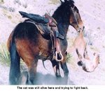 mule1.jpg