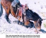 mule2.jpg