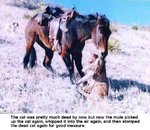 mule3.jpg