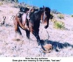 mule4.jpg
