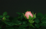 _629091.gif