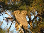 Owl_pair[800x599].jpg