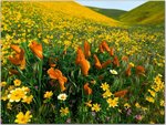 Peaceful-Valley-Poppies-and-Coreopsis.jpg