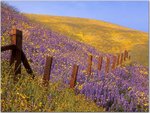 Barbed-Wire-and-Wildflowers-Gorman-California.jpg