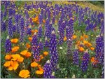 Lupine-and-Poppies-Tehachapi-Mountains-California.jpg