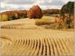 Ready-for-Harvest-Cadillac-Michigan.jpg