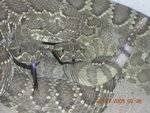 Mojave Green 146.jpg