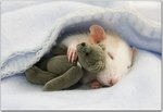 little_animals_17.jpg
