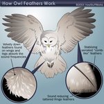 owls-silent-flight.jpg