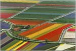 Aerial View of Tulip Flower Fields, Amsterdam, The Netherlands.jpg