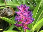 Orchid 1.JPG