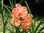 Orchid 2.JPG