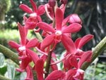 Orchid 3.JPG