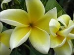 Orchid 4.JPG
