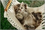 Cat Napper.jpg