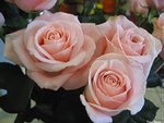 rose-1_308.jpg