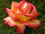 rose-2_125.jpg