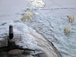 sub_bears1_943.jpg