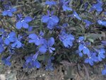 flo4_161.jpg