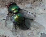 fl1_548.jpg