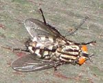 fl6_183.jpg