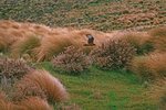 australasian_20harrier_20__20_2305a_423.jpg
