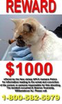 Reward%20for%20cat.jpg