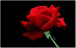 Collection of Flowers Vol.4-5.jpg