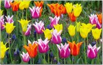 Collection of Flowers Vol.4-6.jpg