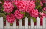 Collection of Flowers Vol.4-7.jpg