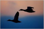 birdswef07.jpg
