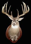 ~wr py typ Johnson_WhiteTailDeer.jpg