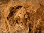 leopard-namibia_8620_990x742.jpg