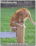 poledancing.jpg
