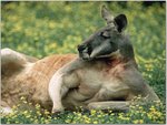 Red Kangaroo, Australia.jpg