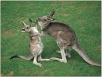 Roo Rumble.jpg