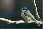 Messange_bleue_1.jpg