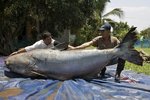 bigasscatfish_914.jpg