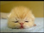 cat2_150.jpg