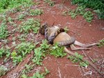 pythonvskangaroo1_124.jpg