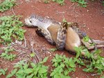 pythonvskangaroo2_157.jpg