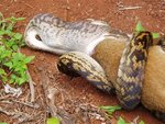 pythonvskangaroo3_115.jpg