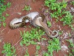 pythonvskangaroo4_137.jpg