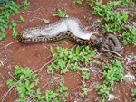 pythonvskangaroo5_193.jpg