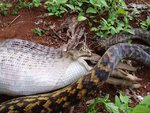 pythonvskangaroo6_115.jpg